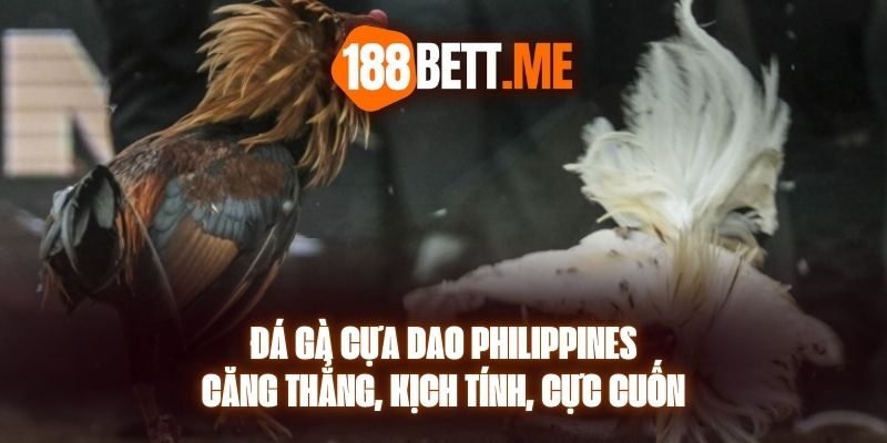 Đá Gà Cựa Dao Philippines - Căng Thẳng, Kịch Tính, Cực Cuốn