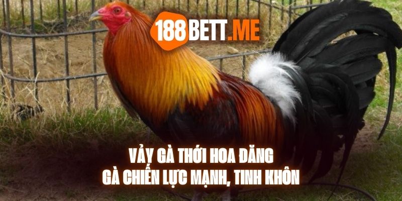 Vảy Gà Thới Hoa Đăng - Gà Chiến Lực Mạnh, Tinh Khôn