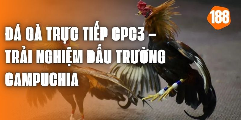 Đá Gà Trực Tiếp CPC3 – Trải Nghiệm Đấu Trường Campuchia