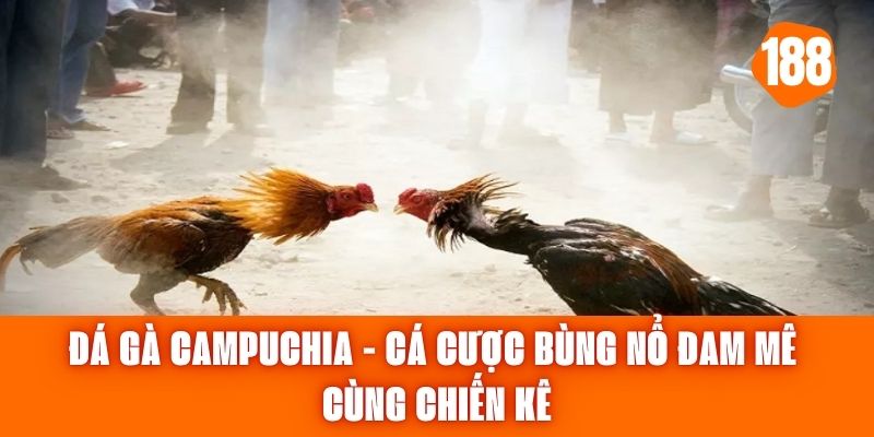 Đá Gà Campuchia - Cá Cược Bùng Nổ Đam Mê Cùng Chiến Kê