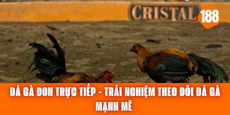 Đá Gà Don Trực Tiếp - Trải Nghiệm Theo Dõi Đá Gà Mạnh Mẽ 