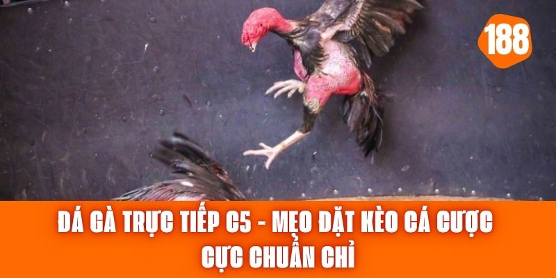 Đá Gà Trực Tiếp C5 - Mẹo Đặt Kèo Cá Cược Cực Chuẩn Chỉ